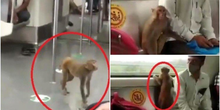 monkey inside delhi metro