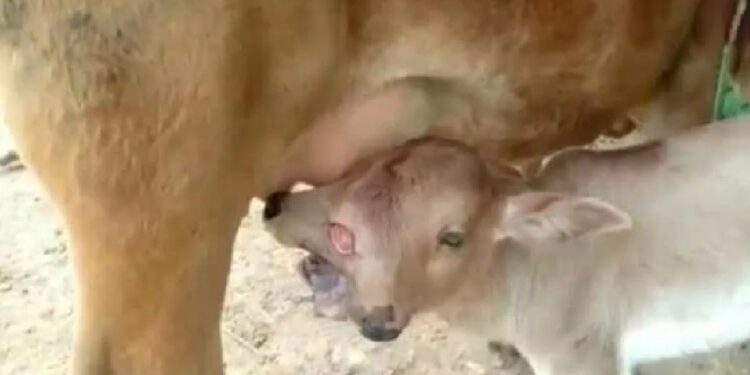 People in the locality of Bijapara village have begun worshipping a two headed calf