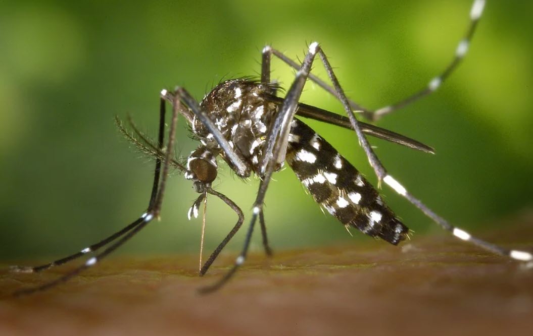 mosquito1
