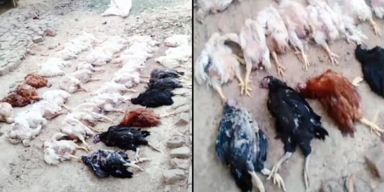 odisha-poultry-farm-owner-alleges-loud-dj-music-killed-63-of-his-birds