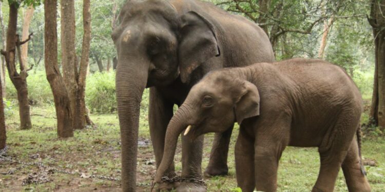 puneet-rajkumar-name-of-a-male-elephant-cub-of-the-sakrebailu-elephant-camp