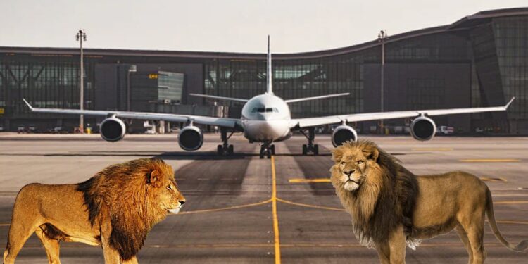 airport lion