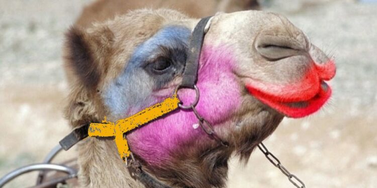 camels-beauty-contest-botox-saudi-arabia-king-abdulaziz-camel-festival