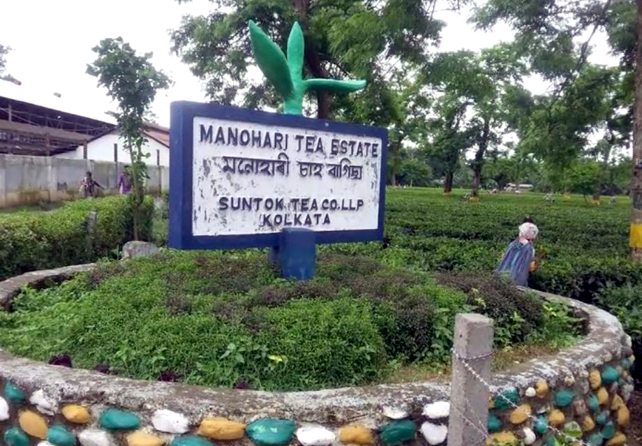 manohari tea estate