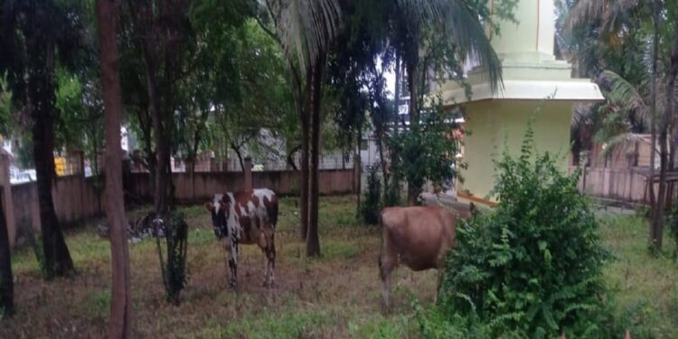 Cow Arrest belur-police-arrested-cows-for-eating-tree-at-police-station