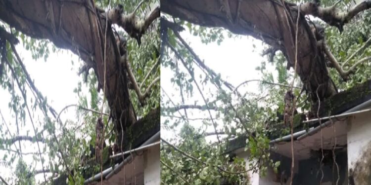 banyan-tree-fell-on-house-in-bantwal-anekal-karopadi