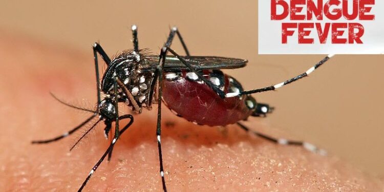 prevent-dengue-effective-tips-to-avoid-dengue-during-monsoon