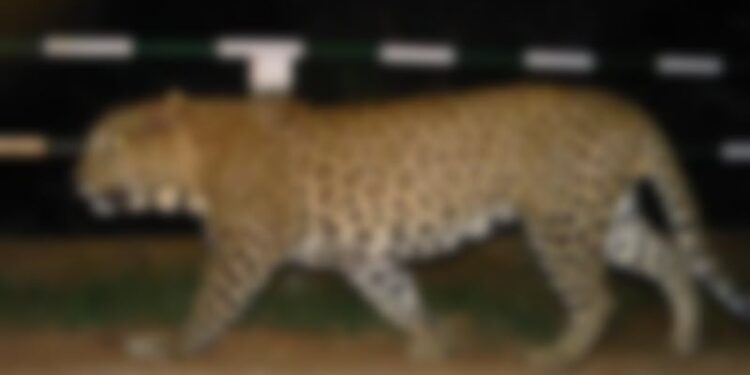 leopard in bengaluru