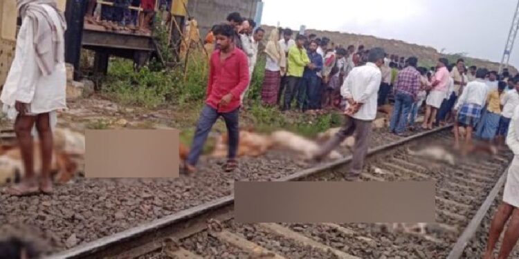 train accident 96 sheep die in train accident in vijayapura