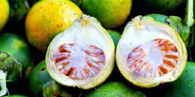 arecanut-import-govt-allows-import-of-17000-ton-yr-green-areca-nut-without-mip-condition-from-bhutan