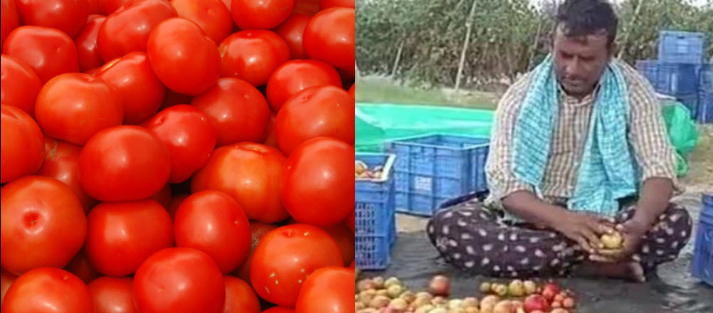 Tomato Yield Makes Andhra Farmer Crorepati  Andhra Pradesh farmer earns three crore in 45 days