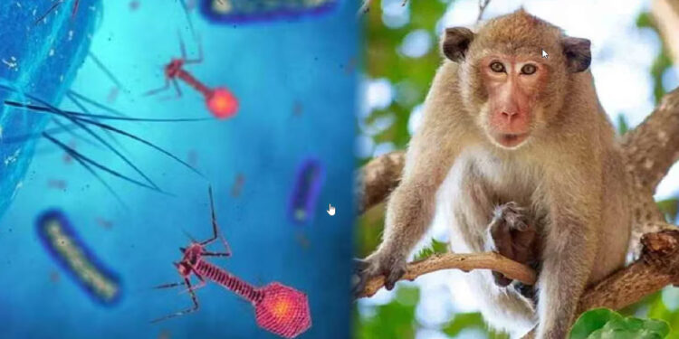 karnatakas-uttara-kannada-district-reports-21-cases-of-monkey-fever